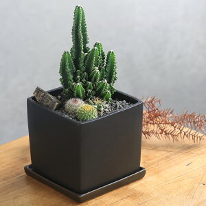 (観葉植物)小さい インテリア セレウスサボテンと3種ミニサボテン寄せ植え マットブラック塗装鉢(1鉢)受け皿付き 溶岩砂 おしゃれ そのまま飾れる