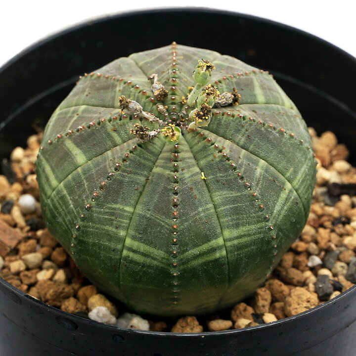 楽天市場】（多肉植物）ユーフォルビア オベサ 雄株 3号（1鉢 