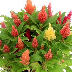 iϗtAjPCgE@l̐X̉y@ԐF܂@3D5i1|bgj