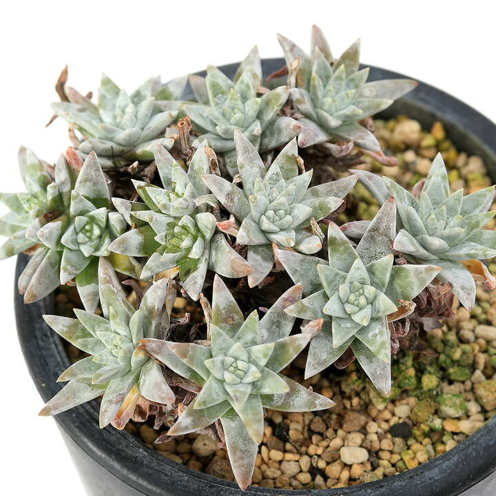 楽天市場】（多肉植物）ダドレア グリーニー 3．5号（1鉢） : charm 