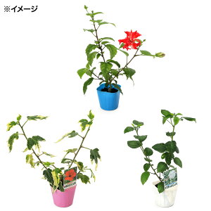 iϗtAjv~A@nCrXJX@i킨܂@3i1|bgj