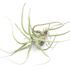 iϗtAjGA[vc@`WA@G[VAi@LTCYi1j