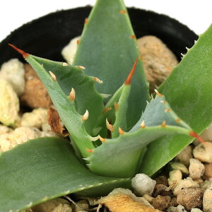 iAjAKx@^GVX@G{Xsi@c@2i1|bgj