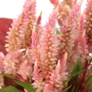 iϗtAjPCgE@}eBJ@3D5i1|bgj