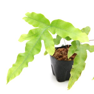 iR쑐jV_irj_CIEE{Vi剤j3`4i1|bgjΐN