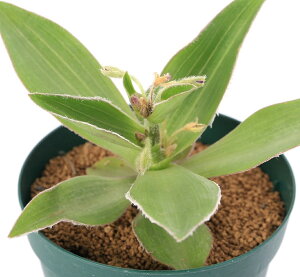 iAjgfBXJ`A@NVtHA@3i1|bgj