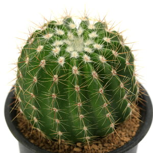 iAjT{e@pfBA@zXeB[@3i1j