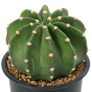 iAjT{e@ZъہiIEJ^Q}j@3i1j