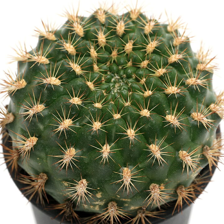 楽天市場】（多肉植物）サボテン レブチア 花笠丸（ハナガサマル） 3 