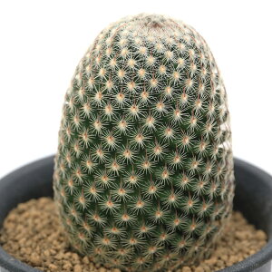 �i�����A���j�T�{�e���@�}�~�����A�@�}�c�_�G�@3���i1���j