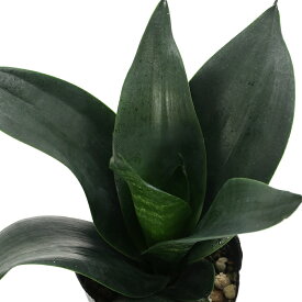 （観葉植物）インテリア　サンスベリア　ブラックドラゴン　3．5号（1ポット）