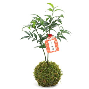 iϗtAjۋʁ@iMi@|ji1j