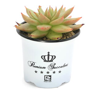 iAjGPxA@IWi}A@3i1|bgj