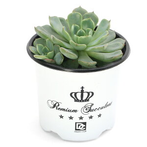 iAjGPxA@EBYr[eB[@3i1|bgj