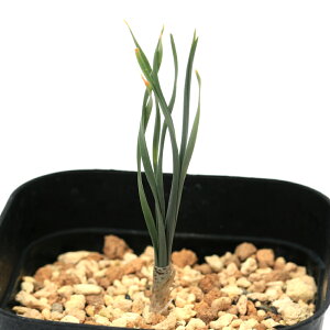 iϗtAjQ`X@ubejAi@3i1jP[vou