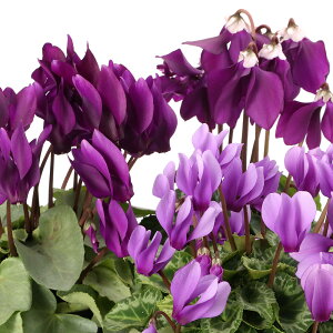 �i�ϗt�A���j�V�N�������@�T�����C�@4���i1���j