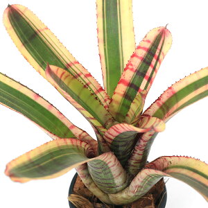 iϗtAjlIQA@ubVO[u@2i1j