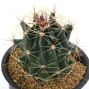 iAjT{e@n}gJN^X@@3i1j