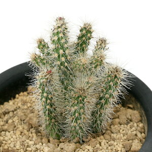 iAjT{e@LhIv`A@XsmVI[@3i1j