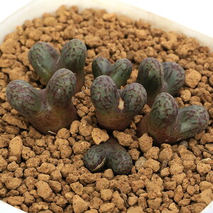 iAjRmtBc@bNztB[@2D5i1|bgj