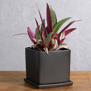 (観葉植物)ムラサキオモト 陶器鉢植え マットブラック塗装鉢(1鉢)受け皿付き 溶岩砂 おしゃれ 縁起