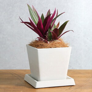(観葉植物)ムラサキオモト ボタニースクエアポット(1鉢)受皿付き!ココヤシファイバー 観葉植物 おしゃれ 卓上サイズ