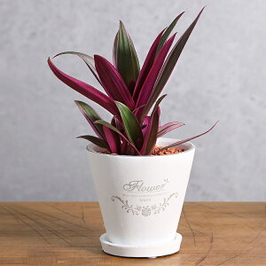 (観葉植物)ムラサキオモト フレグランドラウンドポットXS植え(1鉢)受皿付 セラミス 鉢植え おしゃれ 室内 プレゼント