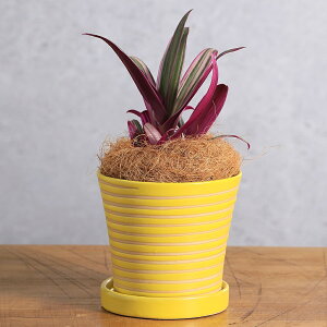(観葉植物)ムラサキオモト 陶器鉢植え パステルホルべL イエロー(1鉢)受皿付き! ココヤシファイバー おしゃれ 室内 プレゼント