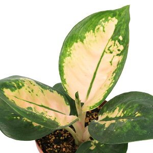 iϗtAjAOIl}@X^[obNX@4i1j