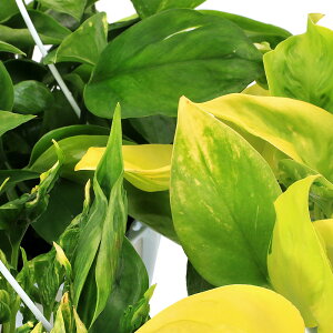 iϗtAj|gX@emn@i킨܂@5@݂蔫i1jPVP