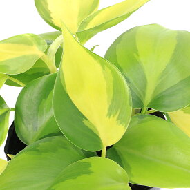 （観葉植物）フィロデンドロン　オキシカラジュームブラジル　3号（1ポット）