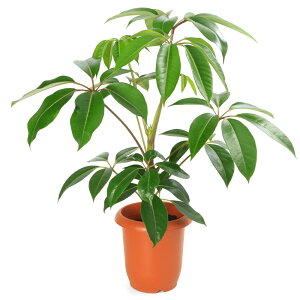観葉植物 ツピダンサス」の人気商品一覧 | 安い商品を通販サイトから 