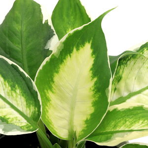 iϗtAjfBtFoLA@N[r[eB@4i1jPVP