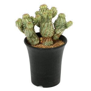 �i�����A���j��_���@���[�t�H���r�A�@�y���h���V�A�i�@������@3�D5���i1���j�i353170�j