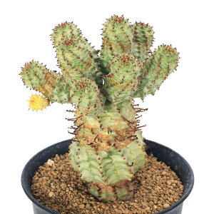 iAj[tHrA@yhVAi@@2D5`3i1j