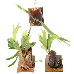 iϗtAj󂠂IRE@rJNV_@t@@iLڂȂi1j