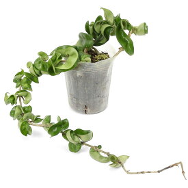 （観葉植物）ホヤ　コンパクタ　3〜3．5号（1鉢）