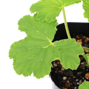 (観葉植物)ハーブ苗 ゼラニウム リビフォリウム 3号(1ポット) アロマ 家庭菜園 クラフト 料理