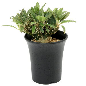 �i�����A���j��_���@�h���X�e�j�A�@�t�H�G�`�_�@�N���X�^�[�^�@�ԉ��@3�D5���i1���j�~�����t��