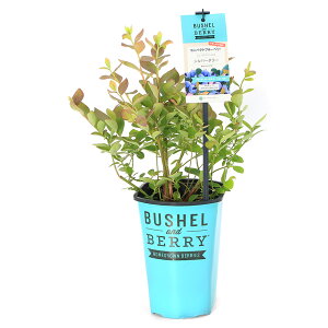 iϗtAjʎc@ubVF@Ah@r[@Vo[_[@5i1j@ƒ؉@ʕ@t[c