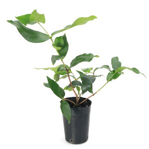 iϗtAjʎc@ԃu@4D5i1|bgj@ƒ؉@ʕ@t[c