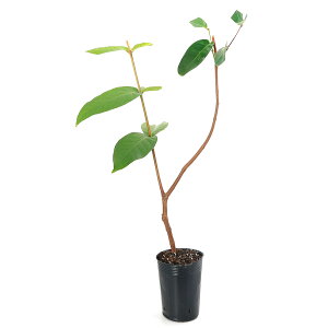 iϗtAjʎc@u@4D5i1|bgj@ƒ؉@ʕ@t[c