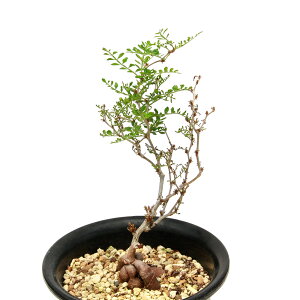 iAj_@IyNJA@pLvX@c@5i353682ji1j