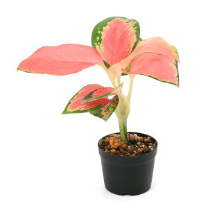 iϗtAjroEvc@AOIl}@g\bNbh@4D5cm|bgi1|bgj