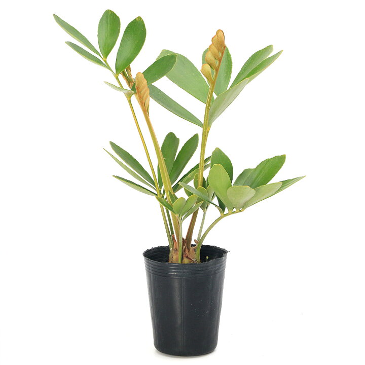 楽天市場】（観葉植物）ザミア フルフラセア 3号（1鉢） : charm 