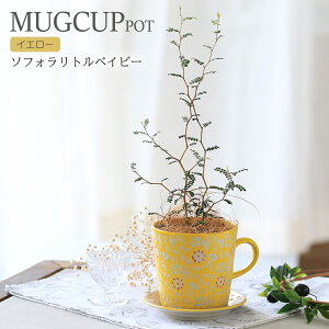 (観葉植物)ソフォラ リトルベイビー マグカップポット イエロー(1鉢)受け皿付き メルヘンの木 インテリア 室内 プレゼント