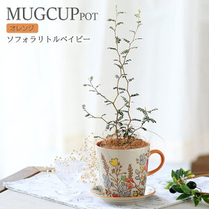 (観葉植物)ソフォラ リトルベイビー マグカップポット オレンジ(1鉢)受け皿付き メルヘンの木 インテリア 室内 プレゼント