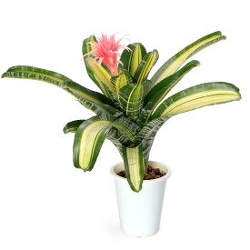 （観葉植物）エクメア　ファスキアータ　斑入り　5号　花無し株（1鉢）タンクブロメリア