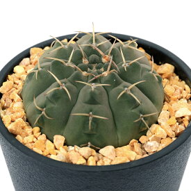 （多肉植物）サボテン　ギムノカリキウム　ボーデンベンデリアナム　3．5号（1鉢）