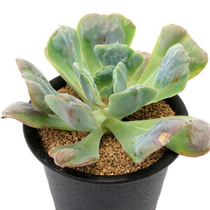 iAjGPxA@n[gfBCg@3i1j